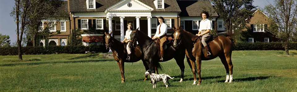 horses