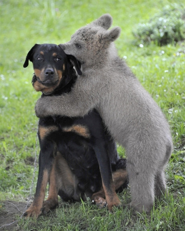 Bear hugging a dog - scenes like this can go viral and help science! Bear hugging a dog - scenes like this can go viral and help science!
