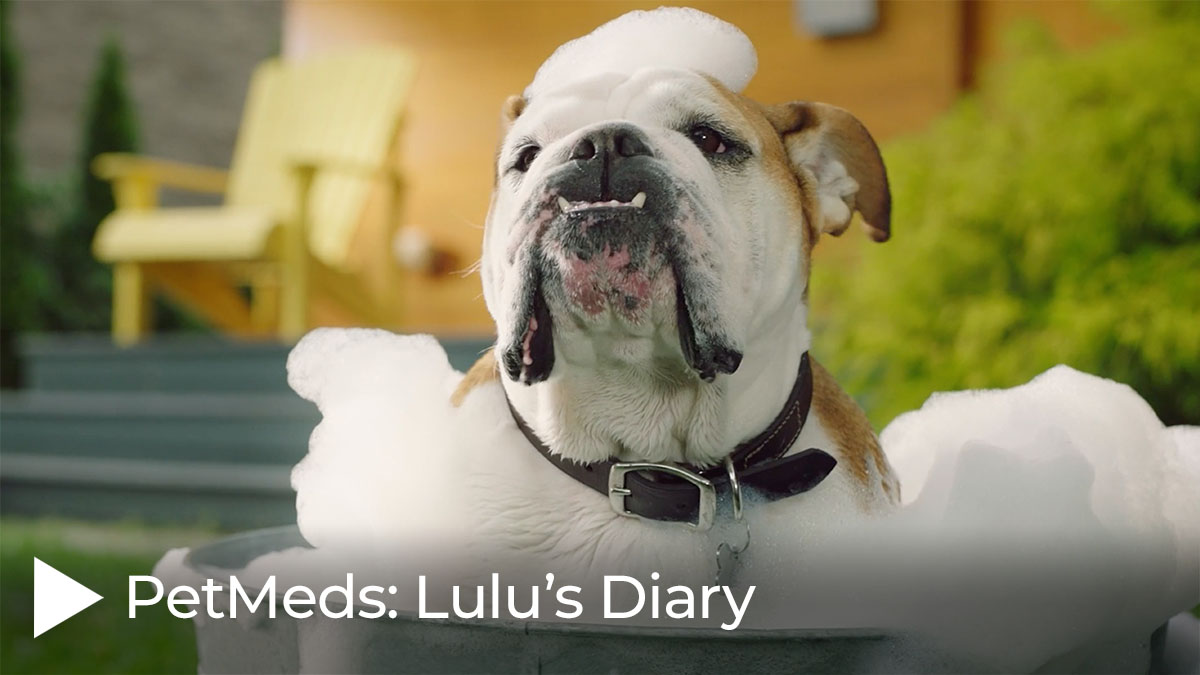 PetMeds: Lulu's Diary
