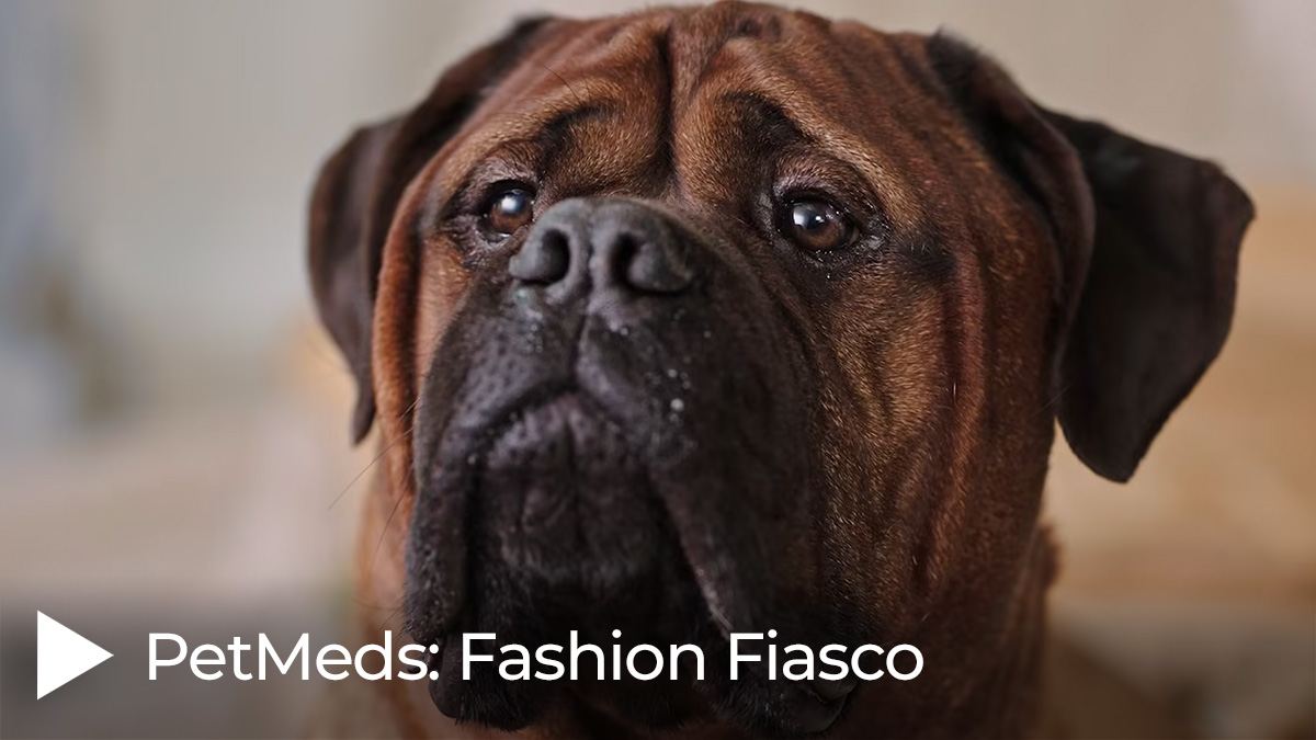 PetMeds: Fashion Fiasco